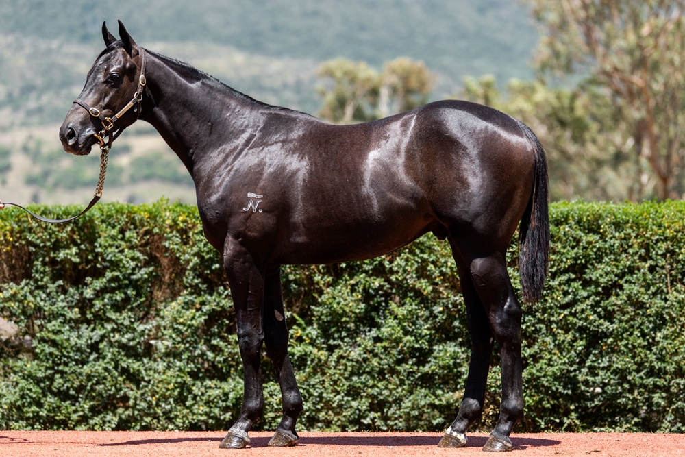 Zousain (AUS) / Passing Affair (AUS) 2024 Colt - Image 1