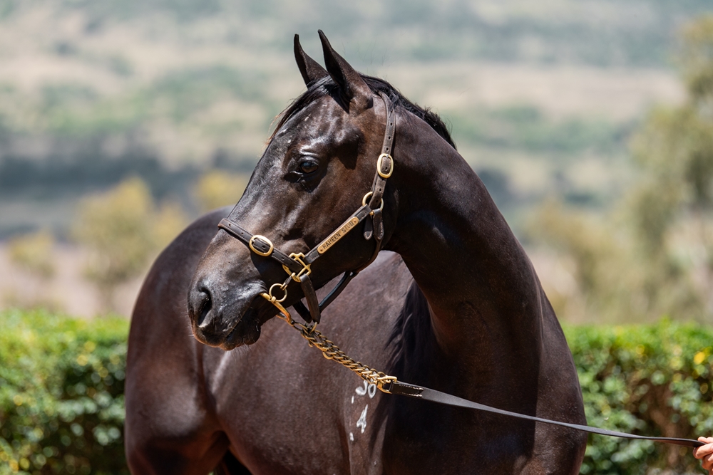 Zousain (AUS) / Passing Affair (AUS) 2024 Colt - Image 2