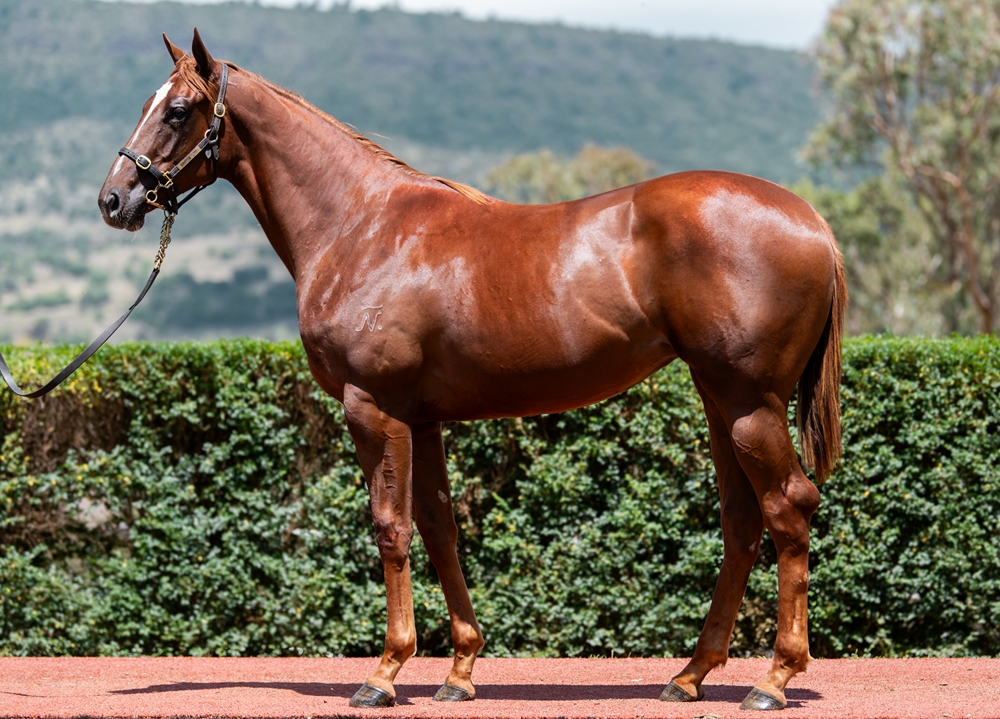 Anders (AUS) / Margarita Mover (AUS) 2024 Filly - Image 1