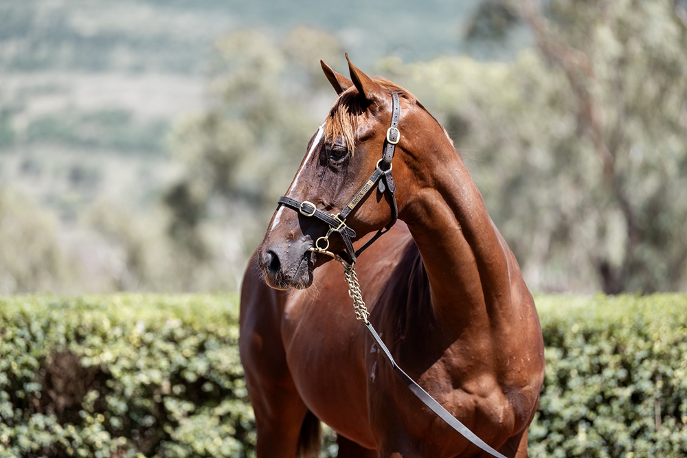 Anders (AUS) / Margarita Mover (AUS) 2024 Filly - Image 2