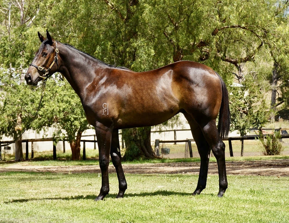 North Pacific (AUS) / Enviabull (AUS) 2024 Colt - Image 1