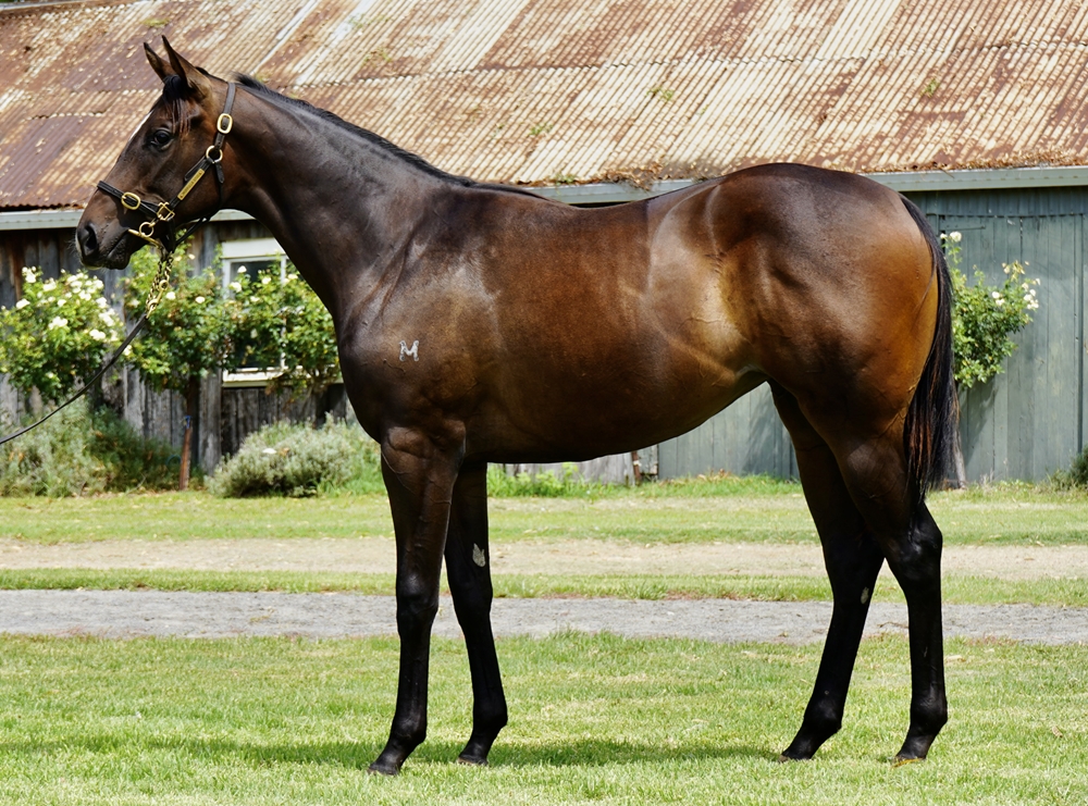 In the Congo (AUS) / Lady Pluck (AUS) 2024 Filly - Image 1