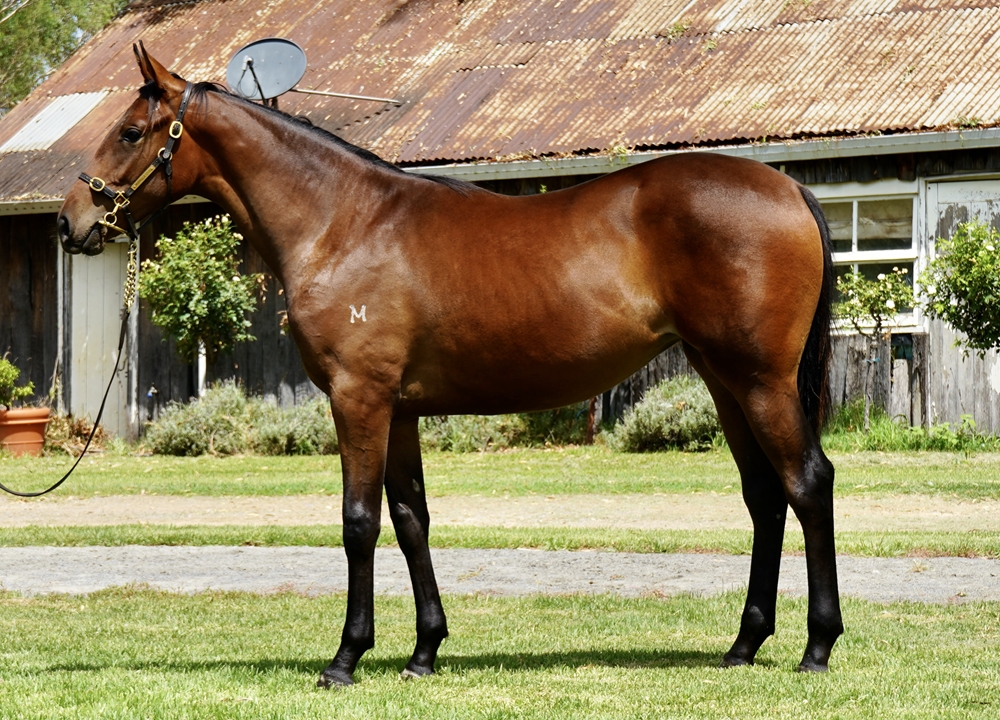 Ellsberg (AUS) / Littoral (AUS) 2024 Filly - Image 1
