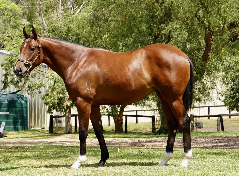 Tiger of Malay (AUS) / Megawatt (NZ) 2024 Colt - Image 1