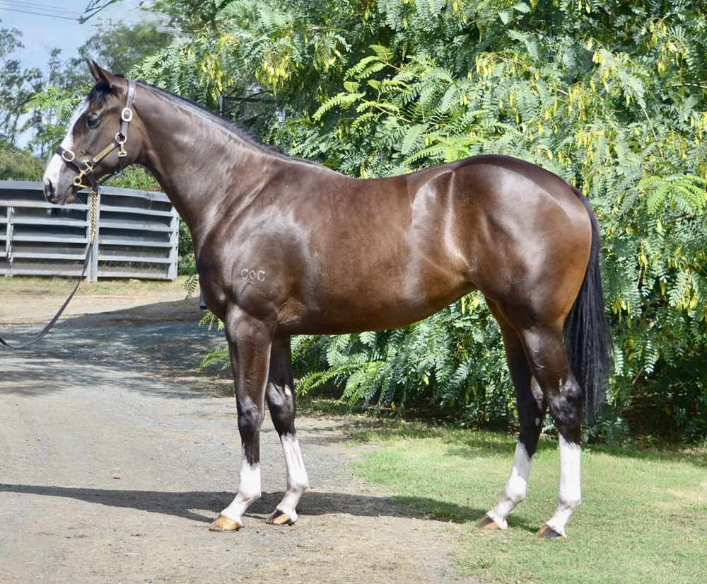 Top Ranked (IRE) / Iriomote (AUS) 2024 Filly - Image 1