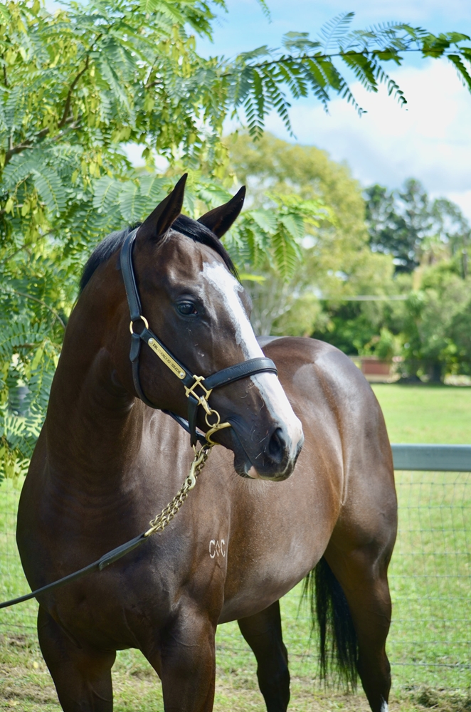 Top Ranked (IRE) / Iriomote (AUS) 2024 Filly - Image 2