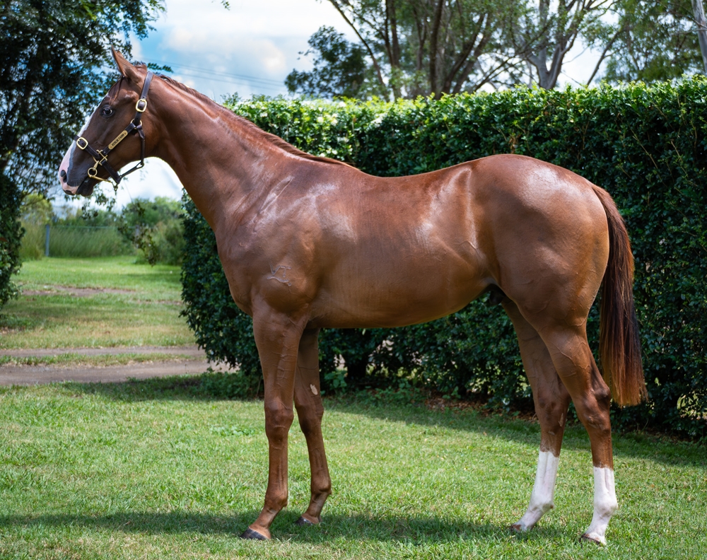 Winning Rupert (AUS) / Remerged (AUS) 2024 Colt - Image 1