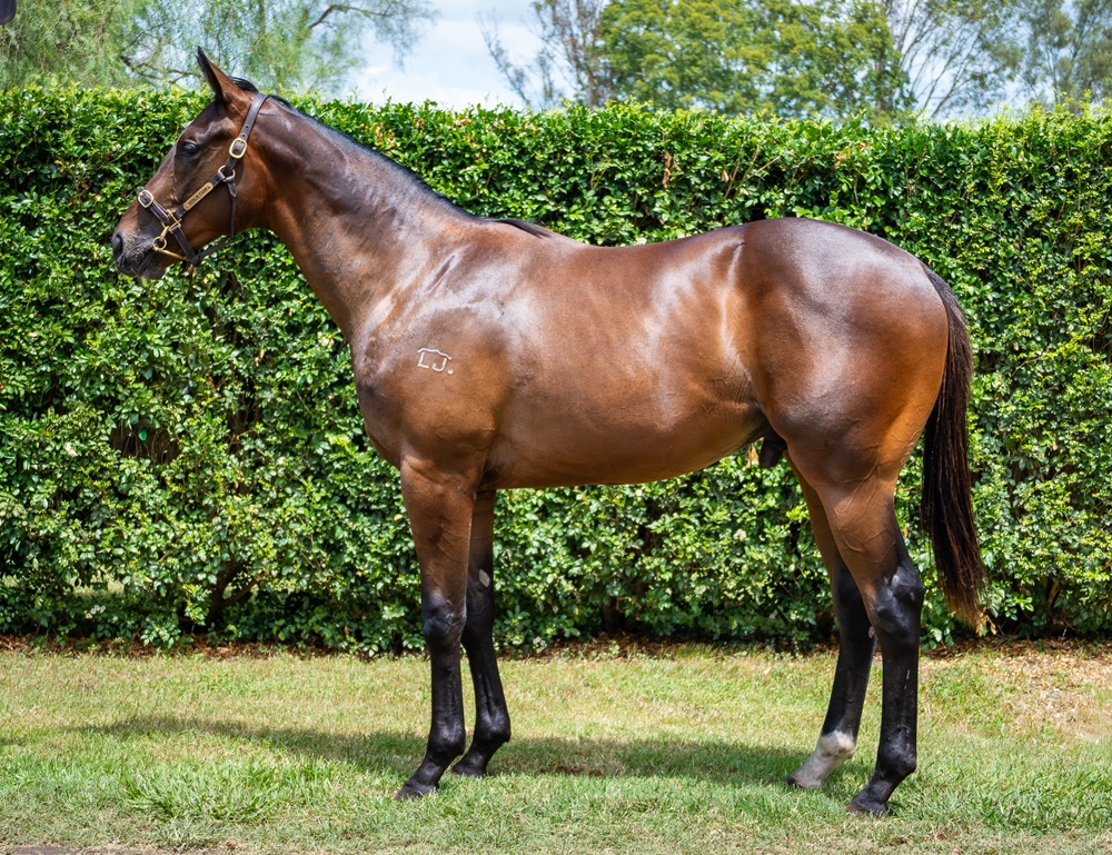 Better Than Ready (AUS) / Ocean Spirit (AUS) 2024 Colt - Image 1