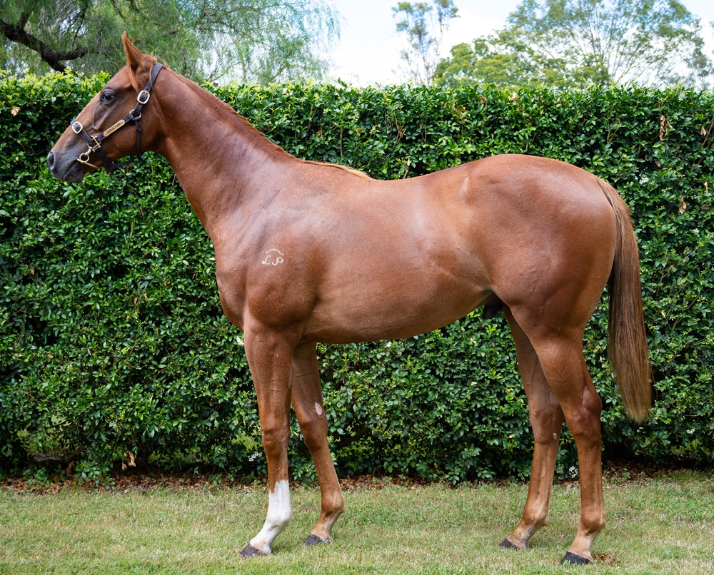 Sun City (AUS) / Miabla (AUS) 2024 Colt - Image 1