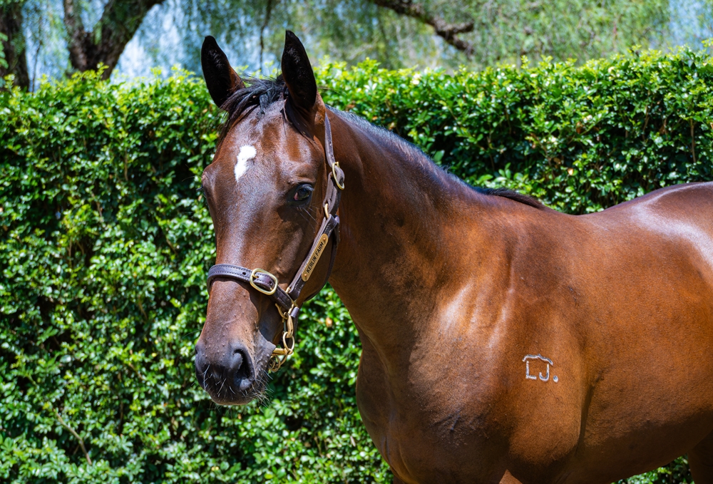 Better Than Ready (AUS) / Ocean Spirit (AUS) 2024 Colt - Image 2