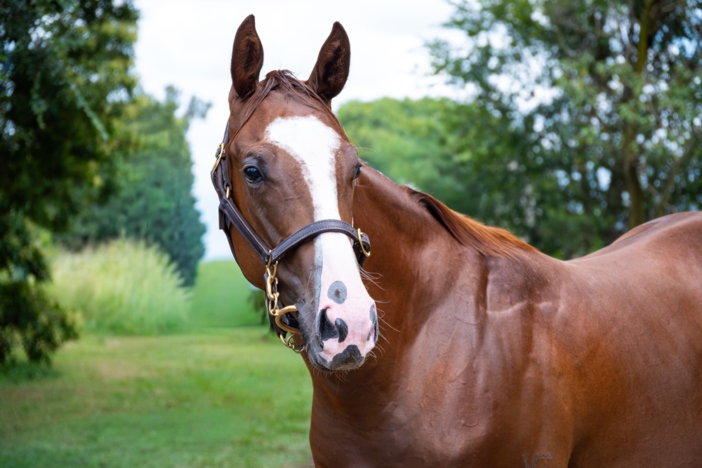 Winning Rupert (AUS) / Remerged (AUS) 2024 Colt - Image 2