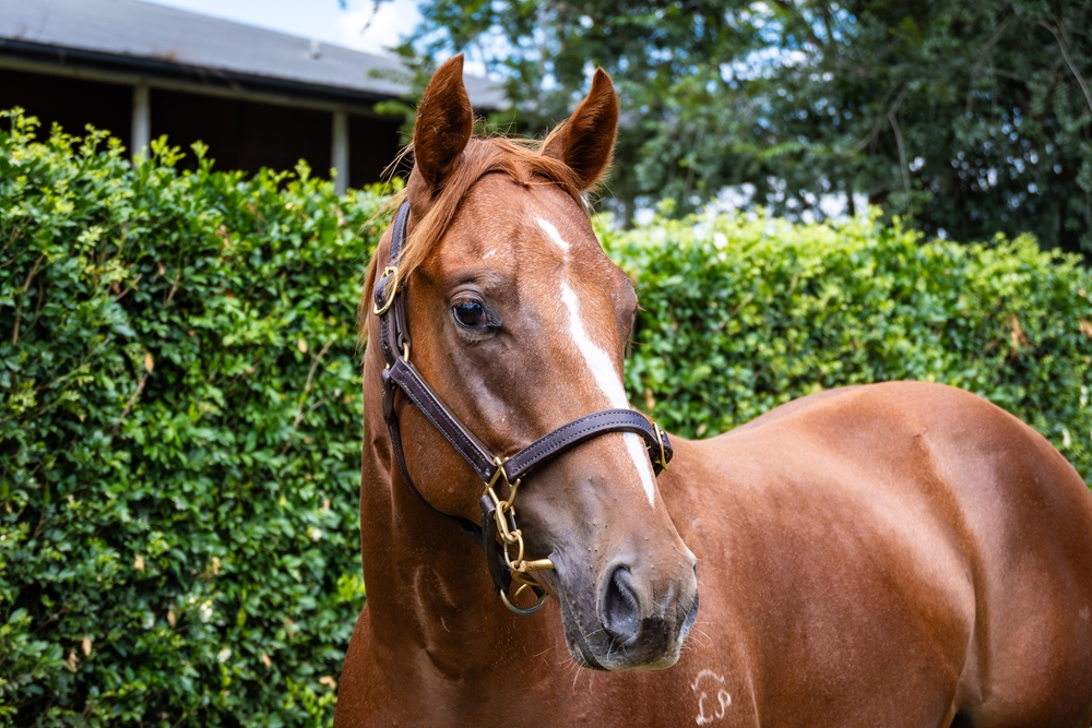 Sun City (AUS) / Miabla (AUS) 2024 Colt - Image 2