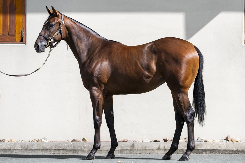 Stronger (AUS) / Mistress McDowell (AUS) 2024 Filly - Image 1