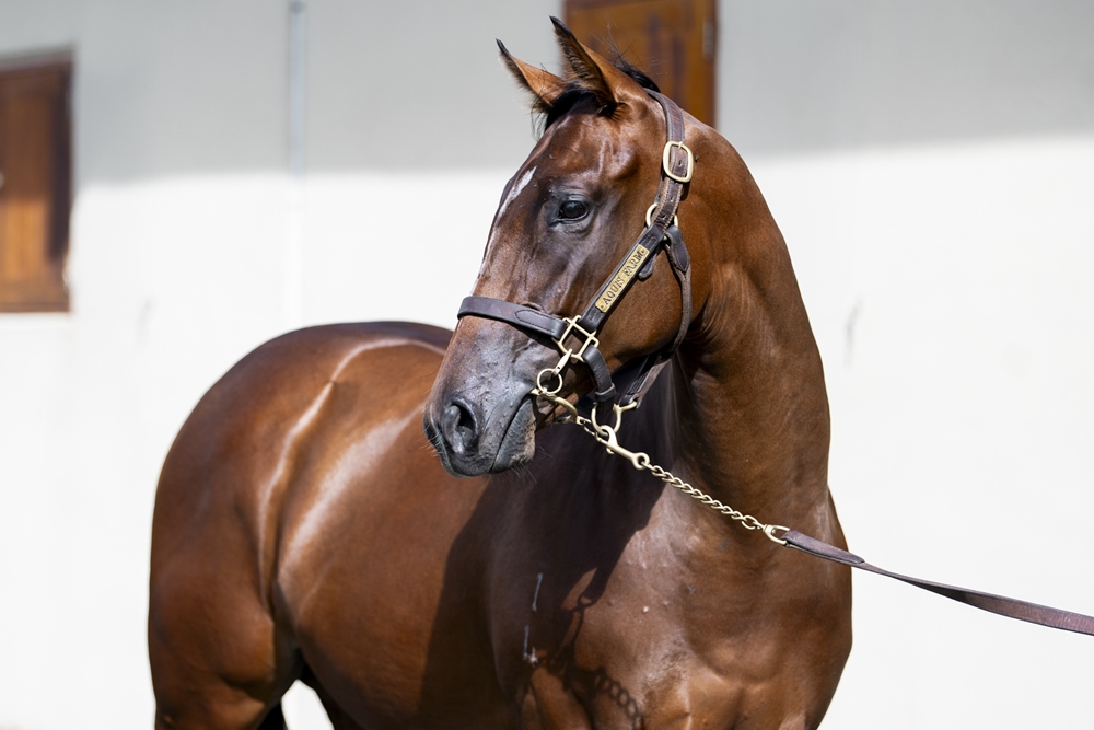 Stronger (AUS) / Mistress McDowell (AUS) 2024 Filly - Image 2