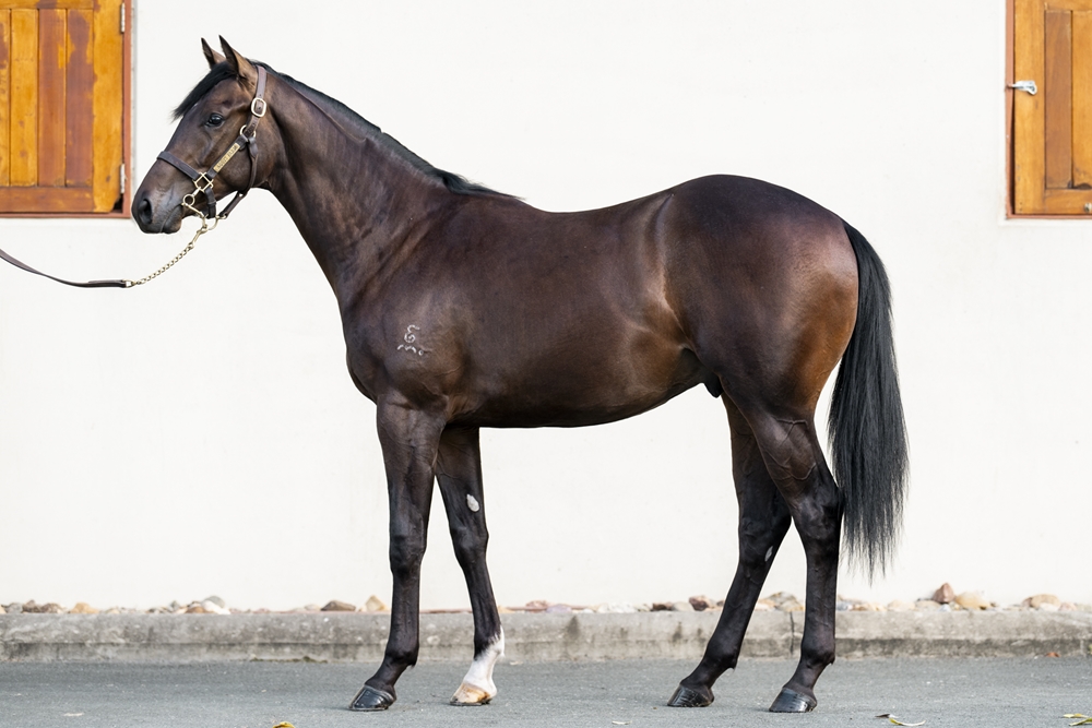 Brave Smash (JPN) / Ahbelle (AUS) 2024 Colt - Image 1