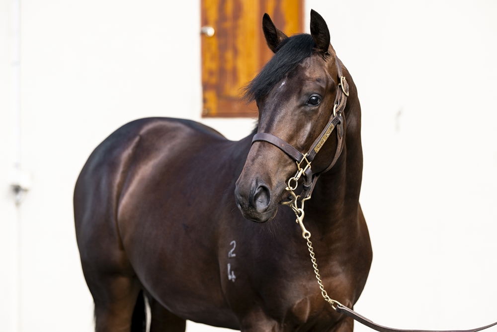 Brave Smash (JPN) / Ahbelle (AUS) 2024 Colt - Image 2