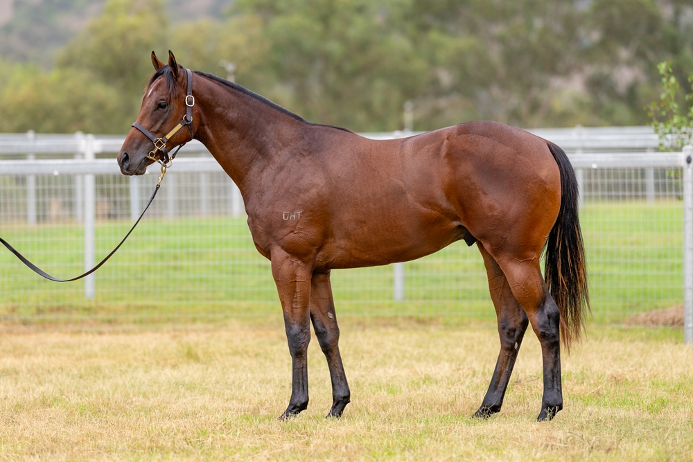 Captivant (AUS) / Corrosion (AUS) 2024 Colt - Image 1