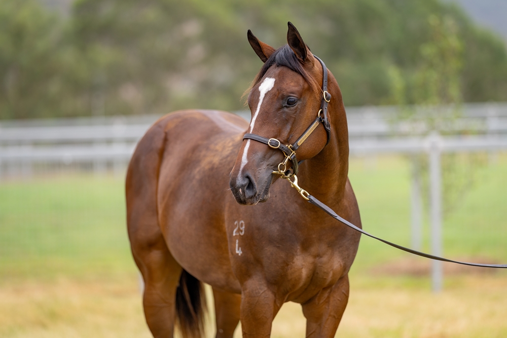 Russian Revolution (AUS) / Devout Hero (AUS) 2024 Filly - Image 2