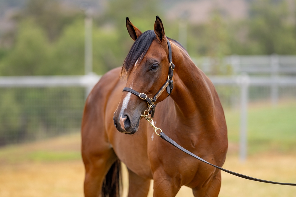 Written By (AUS) / Press to Collect (AUS) 2024 Filly - Image 2