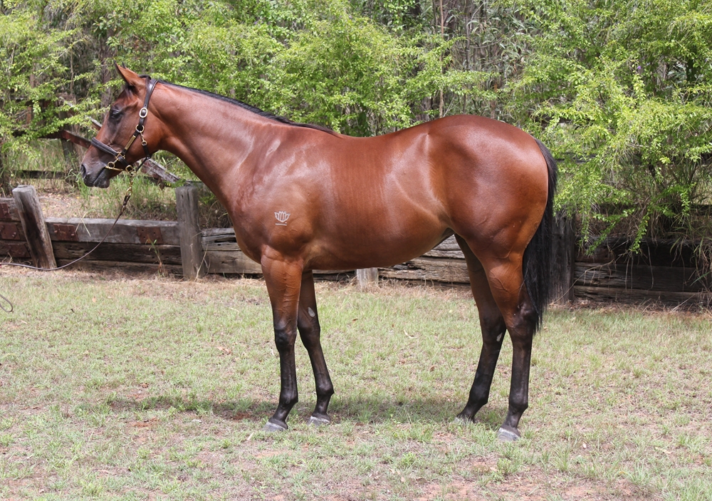 Diatonic (JPN) / Al Nova (AUS) 2024 Filly - Image 1