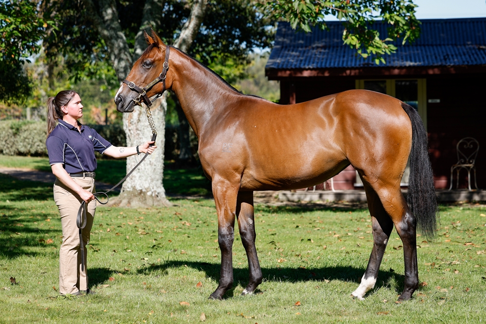 Tarzino (NZ) / Samira (AUS) 2024 Filly - Image 1