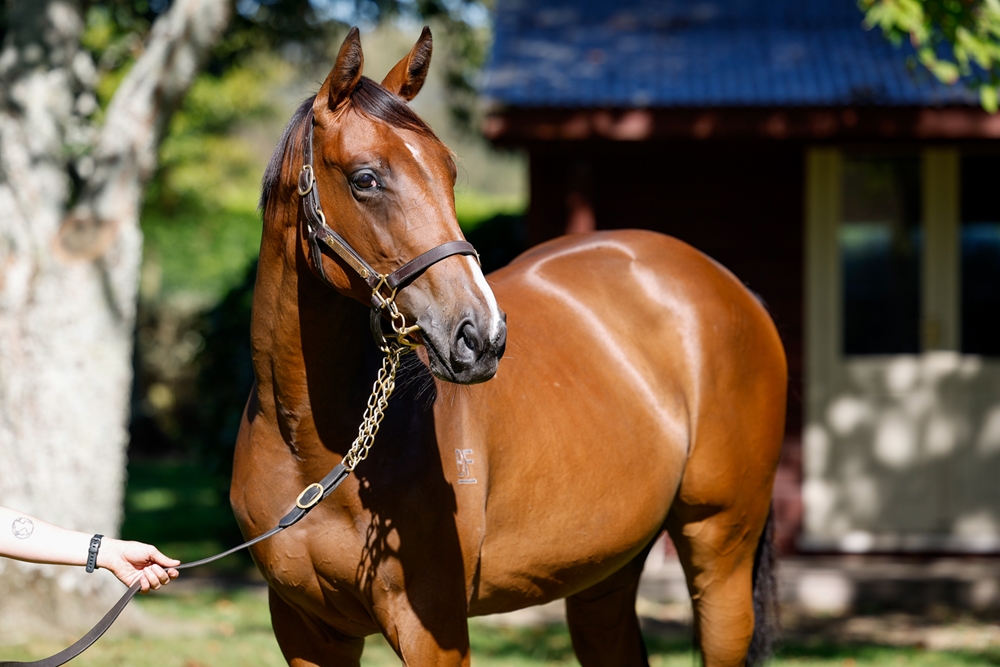 Tarzino (NZ) / Samira (AUS) 2024 Filly - Image 2