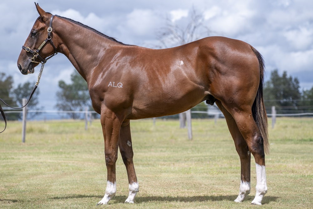 Glenfiddich (AUS) / Start Dreamin (AUS) 2024 Colt - Image 1