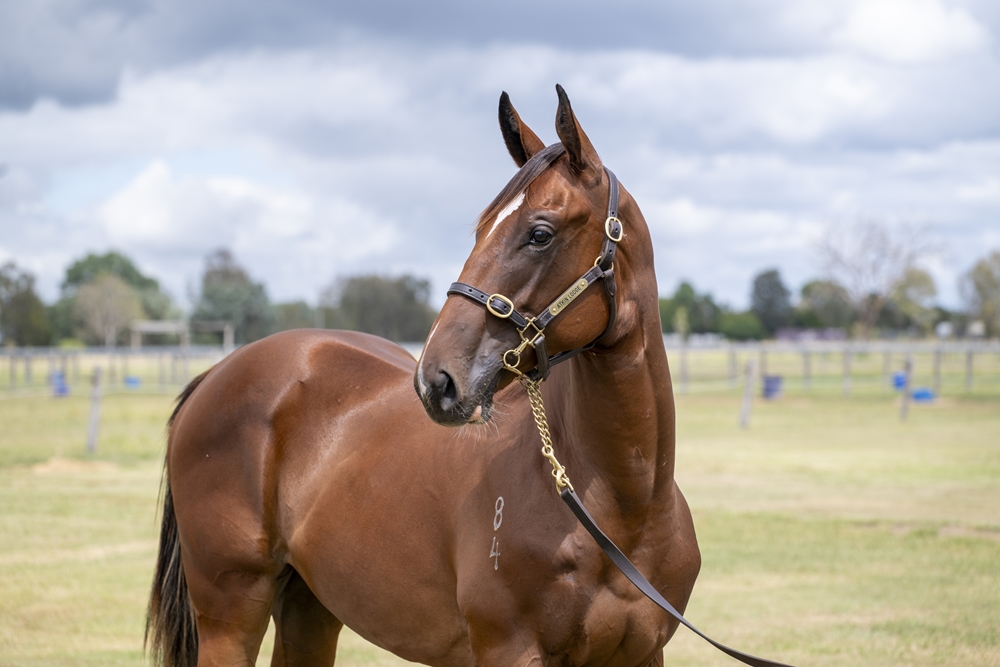 Glenfiddich (AUS) / Start Dreamin (AUS) 2024 Colt - Image 2