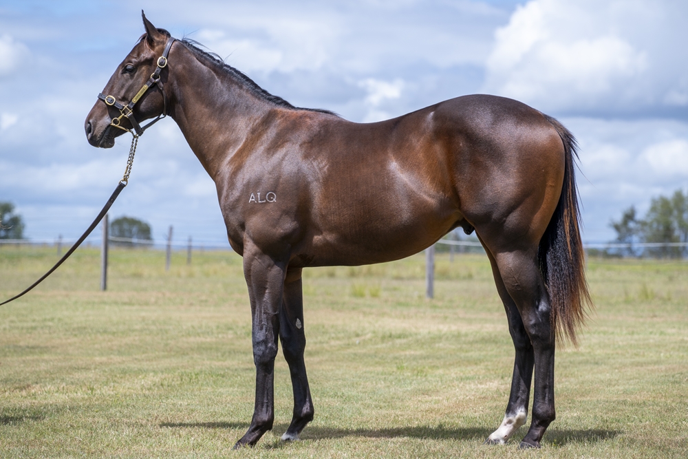 Exosphere (AUS) / Ultra Ego (AUS) 2024 Colt - Image 1