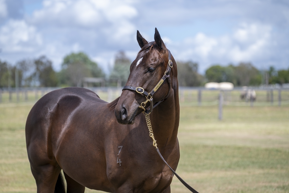Exosphere (AUS) / Ultra Ego (AUS) 2024 Colt - Image 2