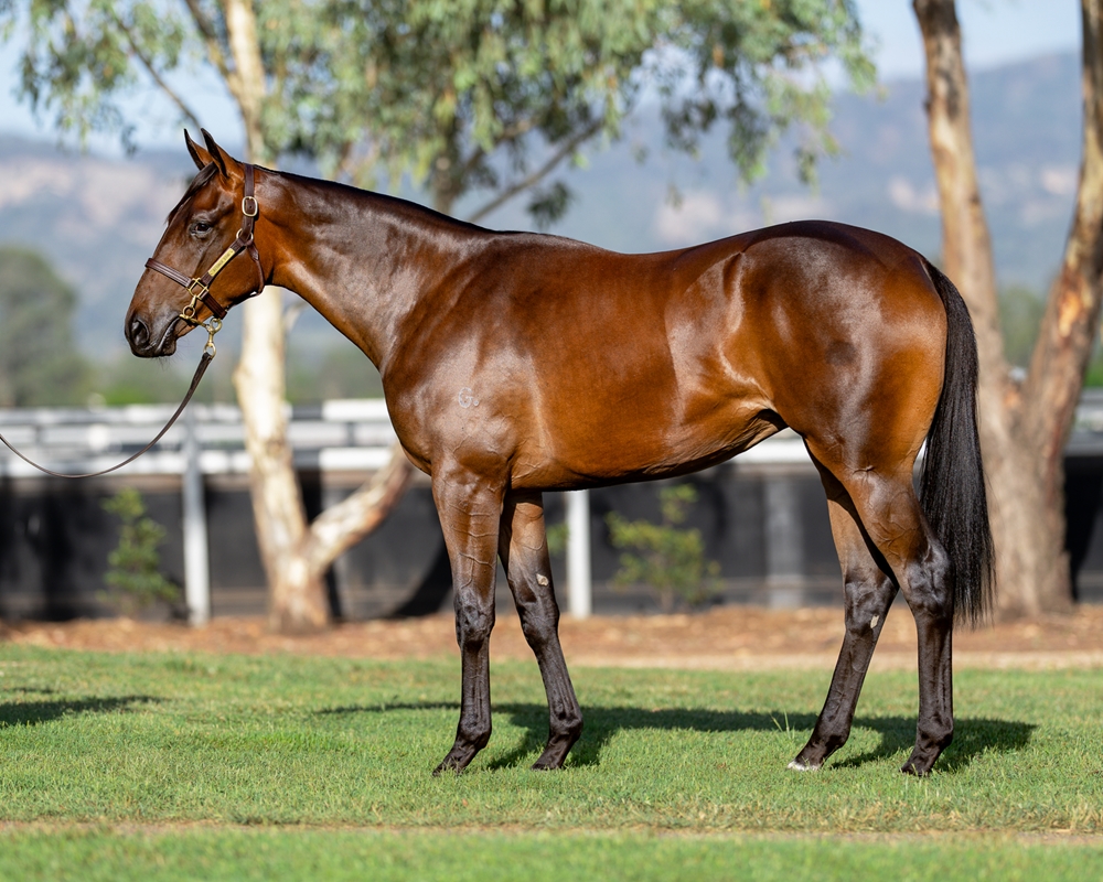 Better Than Ready (AUS) / Zegota (AUS) 2024 Filly - Image 1