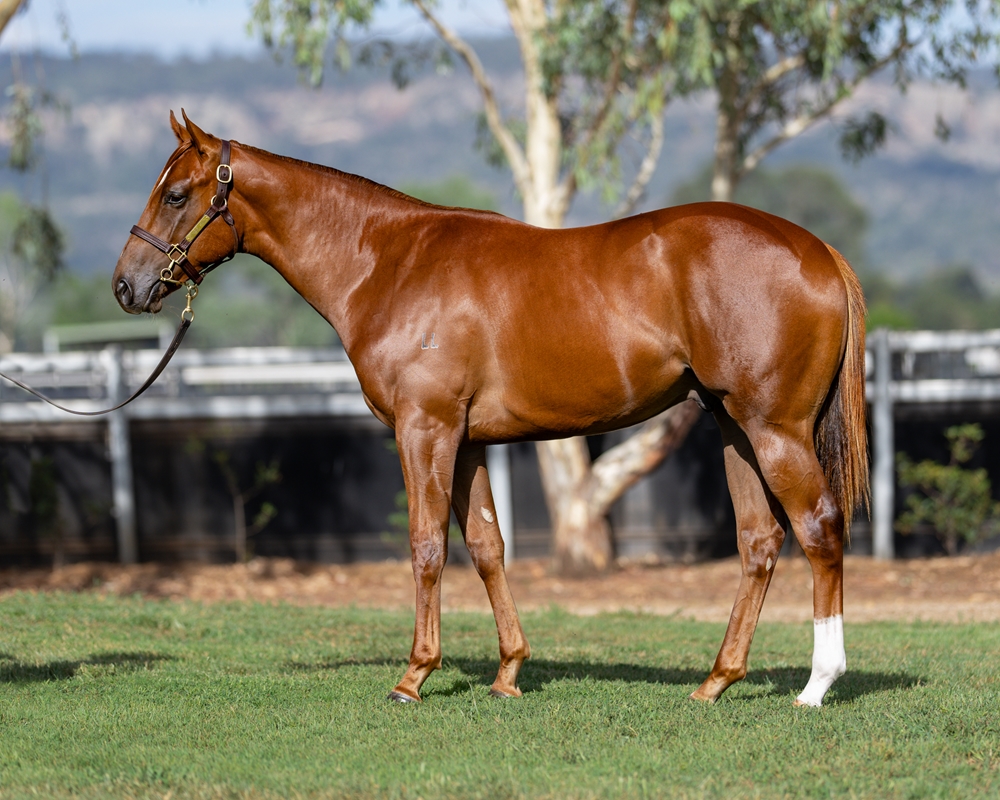 Capitalist (AUS) / Zorocat (AUS) 2024 Colt - Image 1