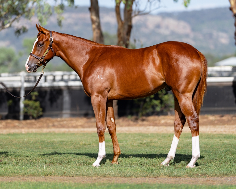Jacquinot (AUS) / Atomic Pulse (AUS) 2024 Colt - Image 1