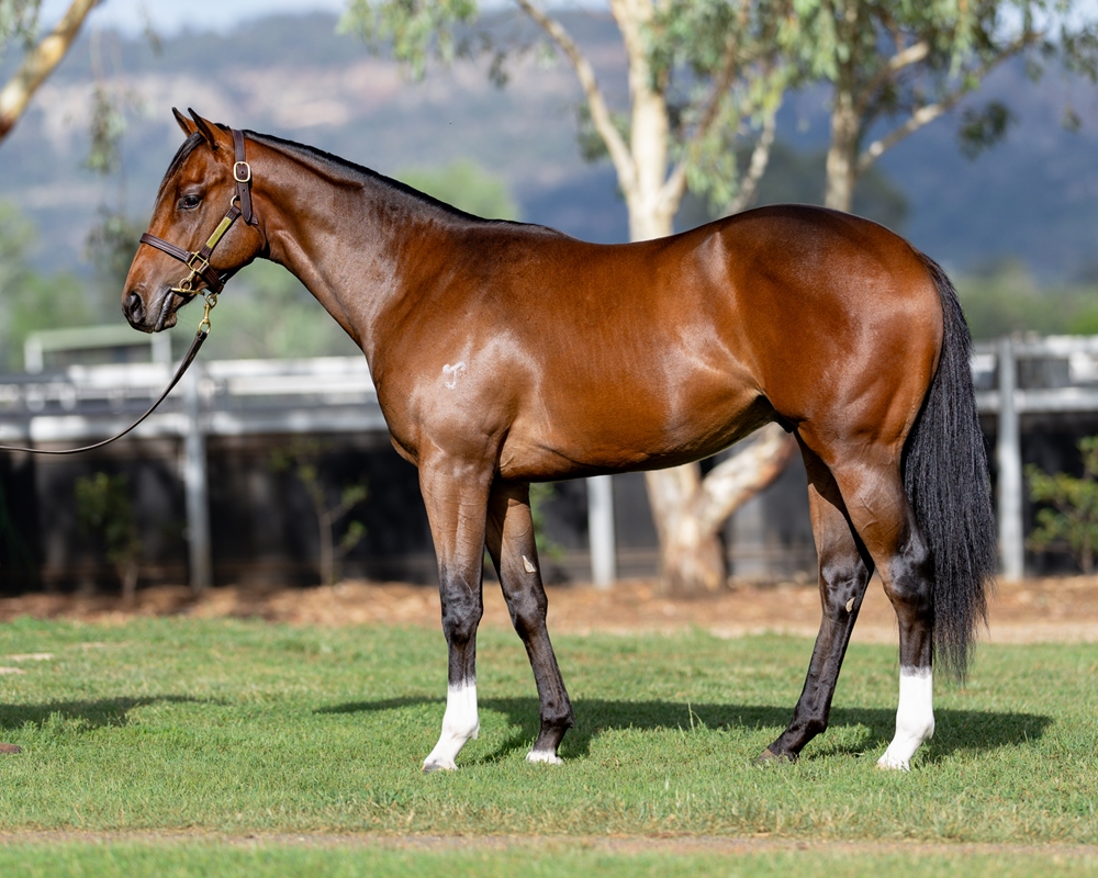 Brave Smash (JPN) / Canny Time (AUS) 2024 Colt - Image 1