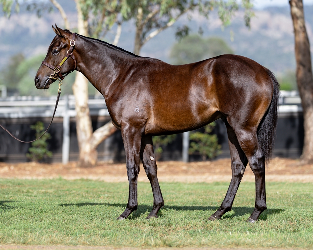 Artorius (AUS) / Canossa (AUS) 2024 Colt - Image 1