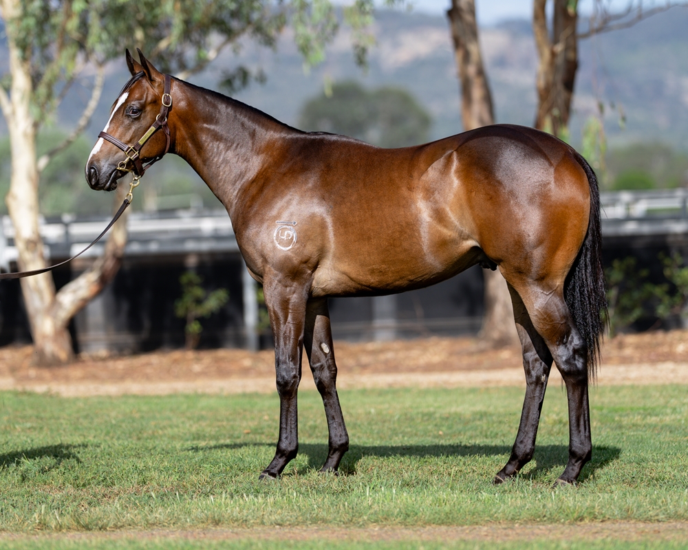 Wild Ruler (AUS) / Capalina (AUS) 2024 Colt - Image 1