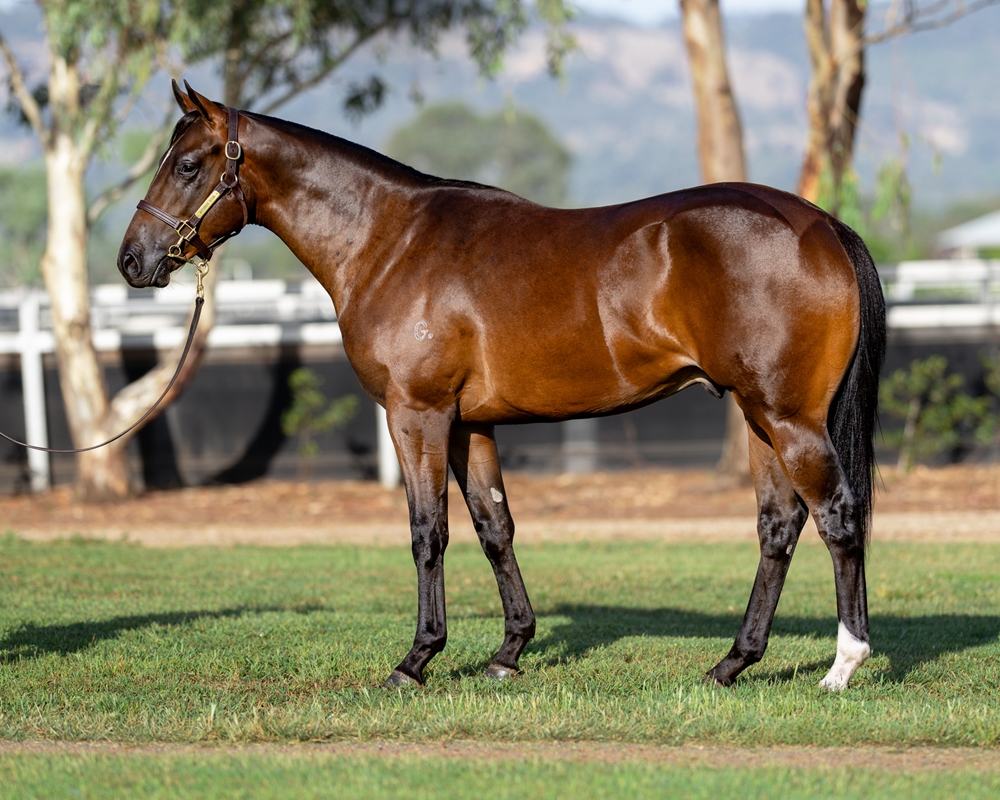 Better Than Ready (AUS) / In the Navy (AUS) 2024 Colt - Image 1