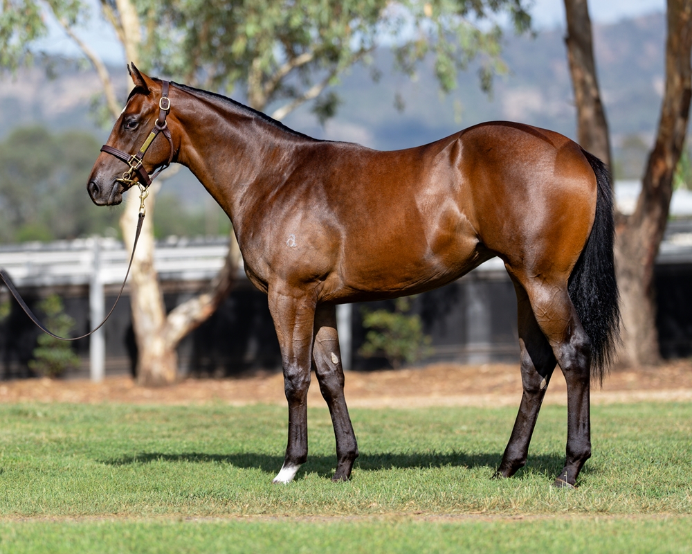 Brave Smash (JPN) / Jacqueline (AUS) 2024 Filly - Image 1