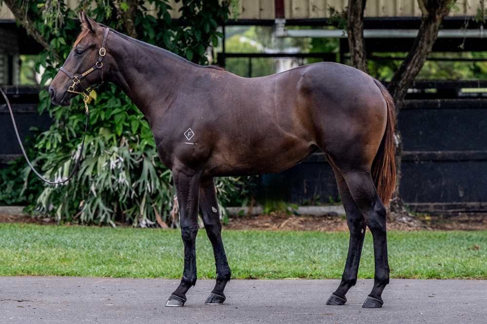 Capitalist (AUS) / Secret Lady (AUS) 2024 Filly - Image 1