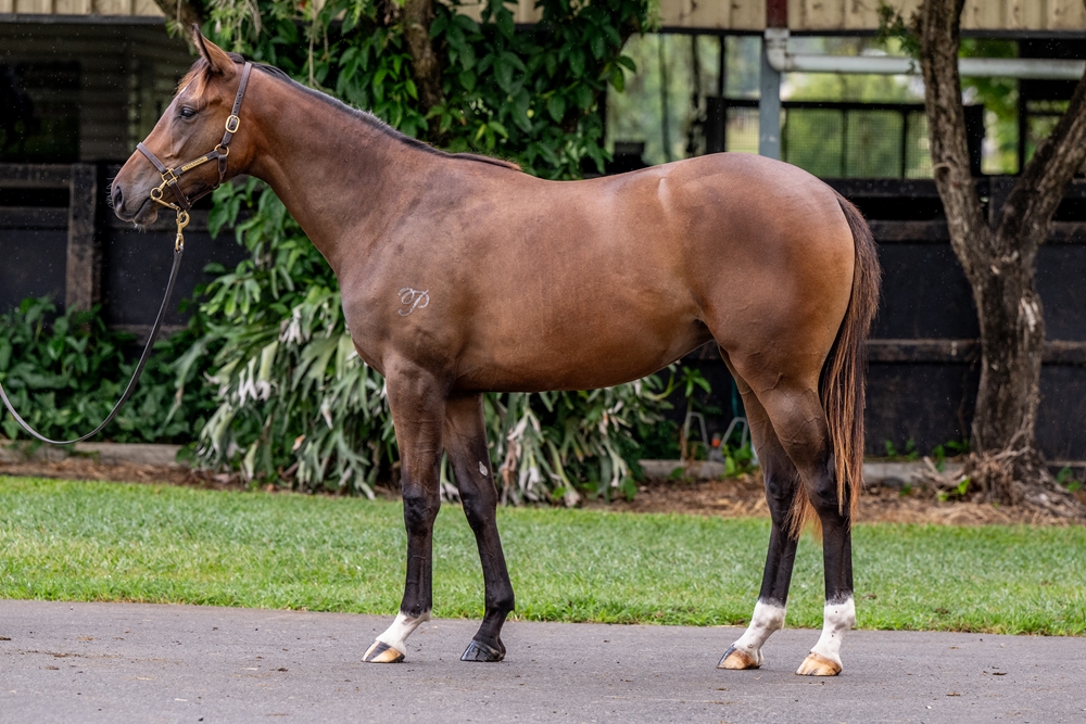 Better Than Ready (AUS) / Flaunted (AUS) 2024 Filly - Image 1