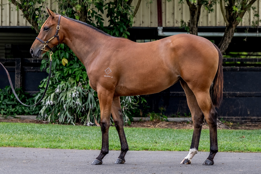 Acrobat (AUS) / Wobbly Boots (AUS) 2024 Filly - Image 1