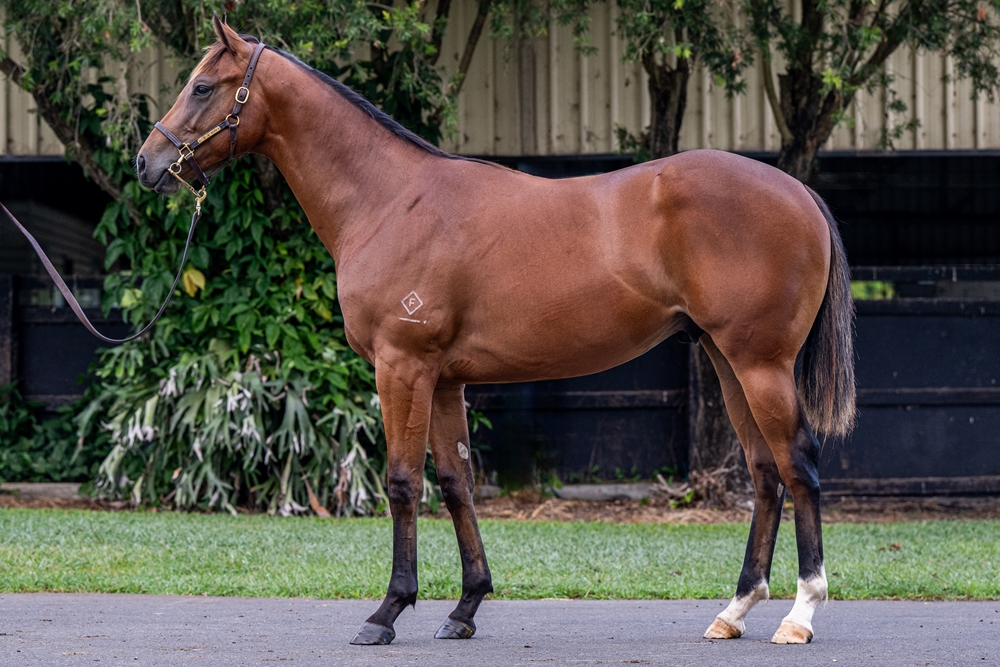 Supido (AUS) / Significant (AUS) 2024 Colt - Image 1