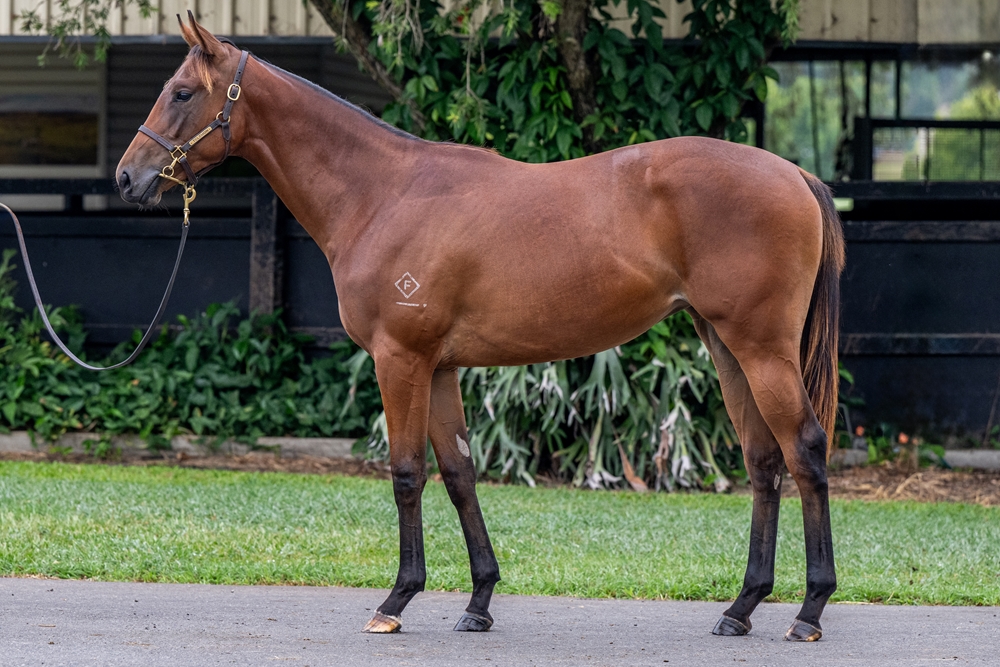 Portland Sky (AUS) / Conchita (AUS) 2024 Filly - Image 1
