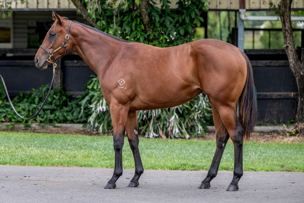 Better Than Ready (AUS) / Flying (AUS) 2024 Filly - Image 1