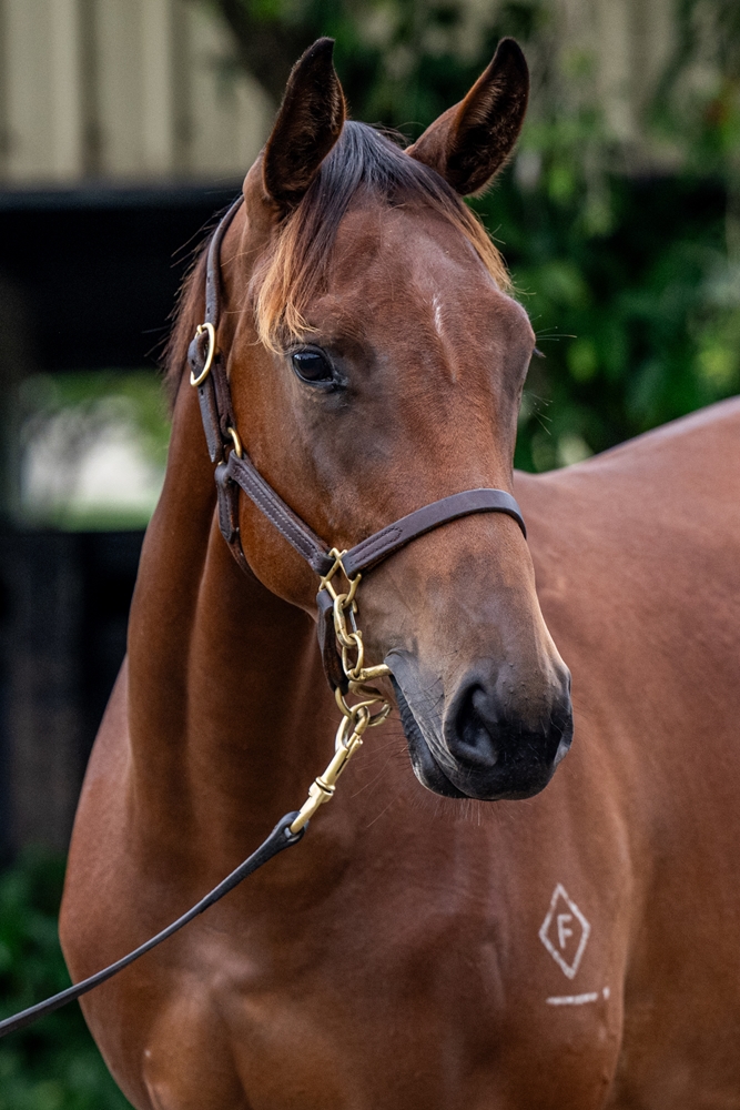 Portland Sky (AUS) / Conchita (AUS) 2024 Filly - Image 2
