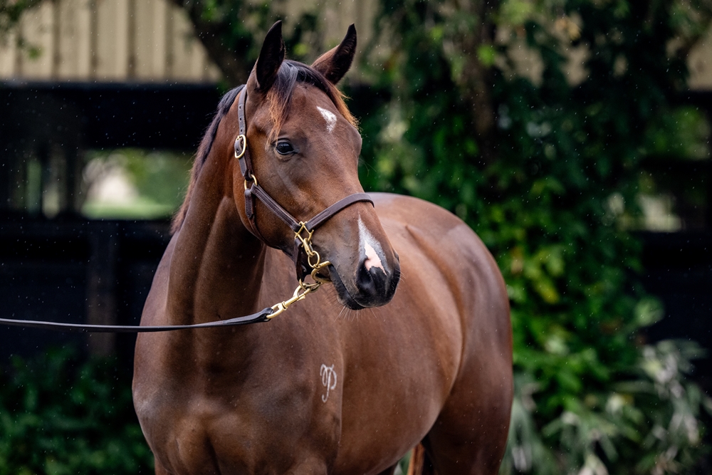 Better Than Ready (AUS) / Flaunted (AUS) 2024 Filly - Image 2