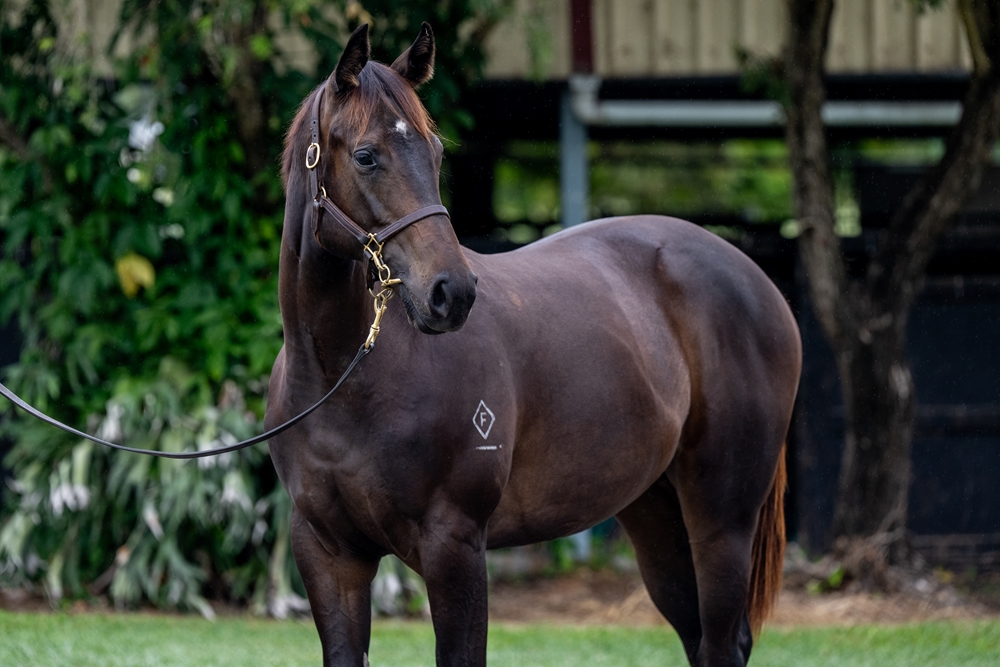 Capitalist (AUS) / Secret Lady (AUS) 2024 Filly - Image 2