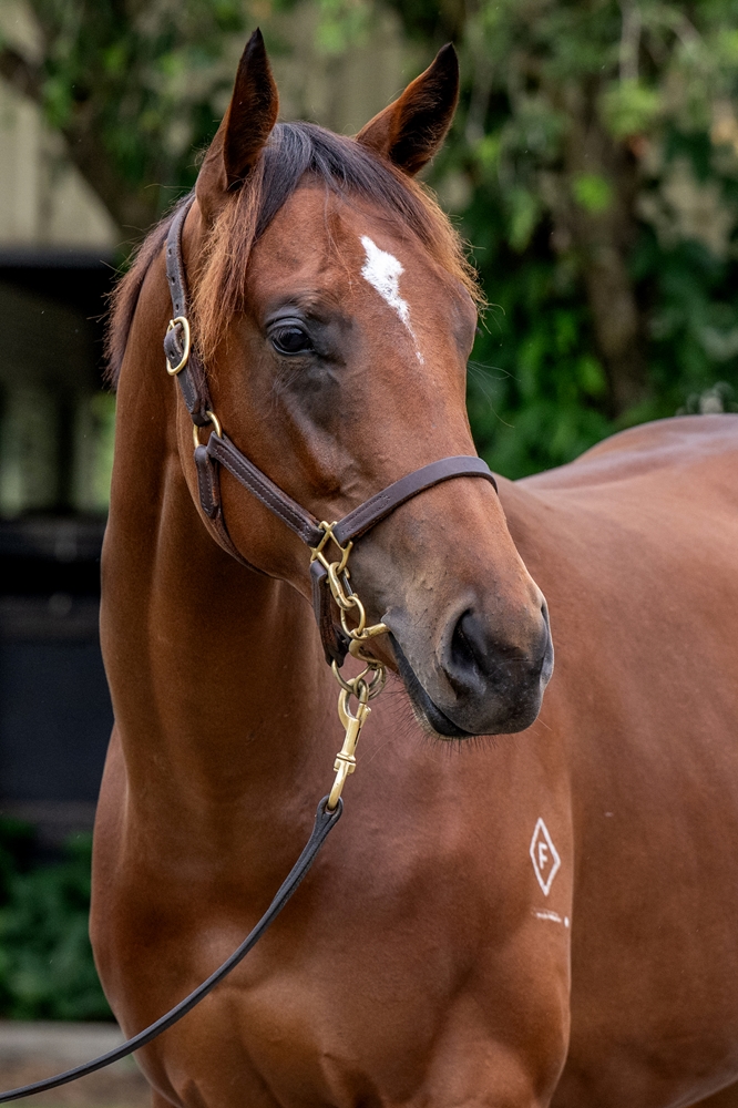 Better Than Ready (AUS) / Flying (AUS) 2024 Filly - Image 2