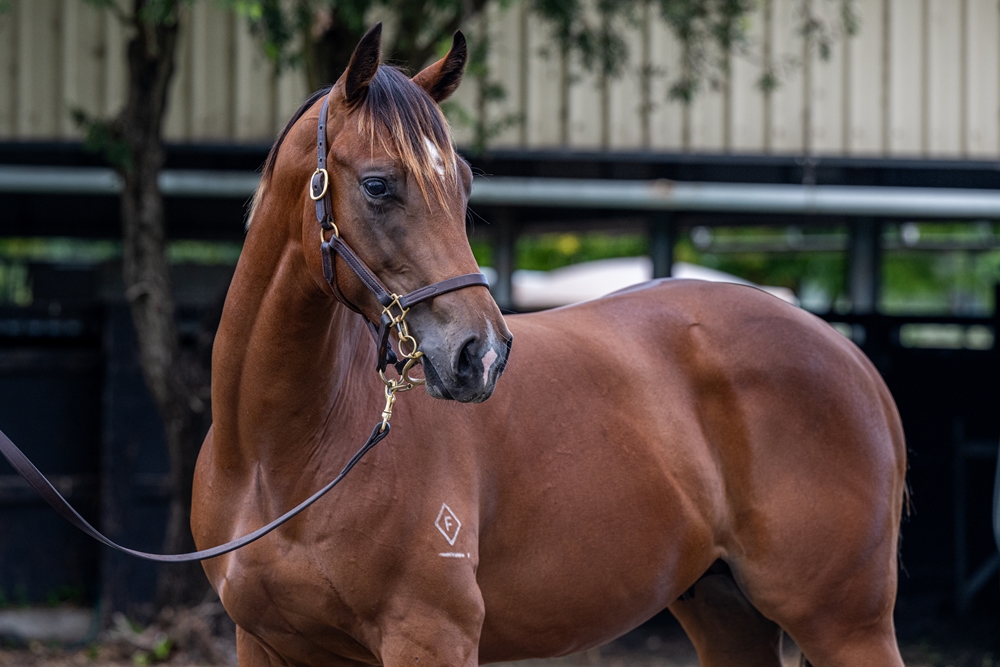 Supido (AUS) / Significant (AUS) 2024 Colt - Image 2