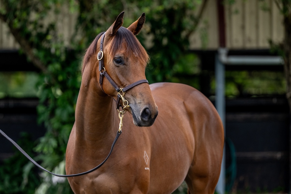 Acrobat (AUS) / Wobbly Boots (AUS) 2024 Filly - Image 2